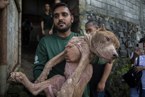 Cat and shop dog meat